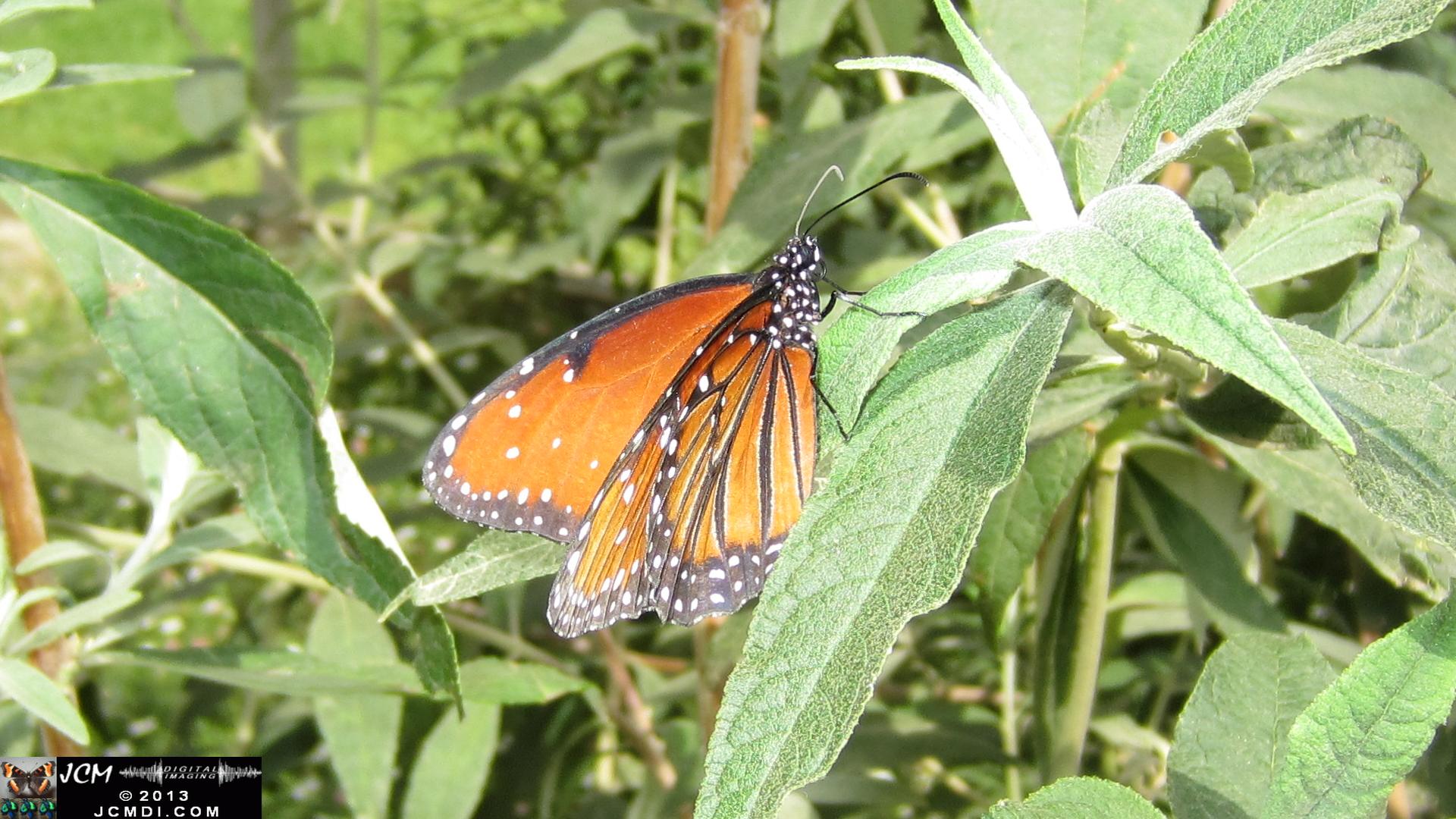 LANHM Bug Fair 2013 pavillion of wings